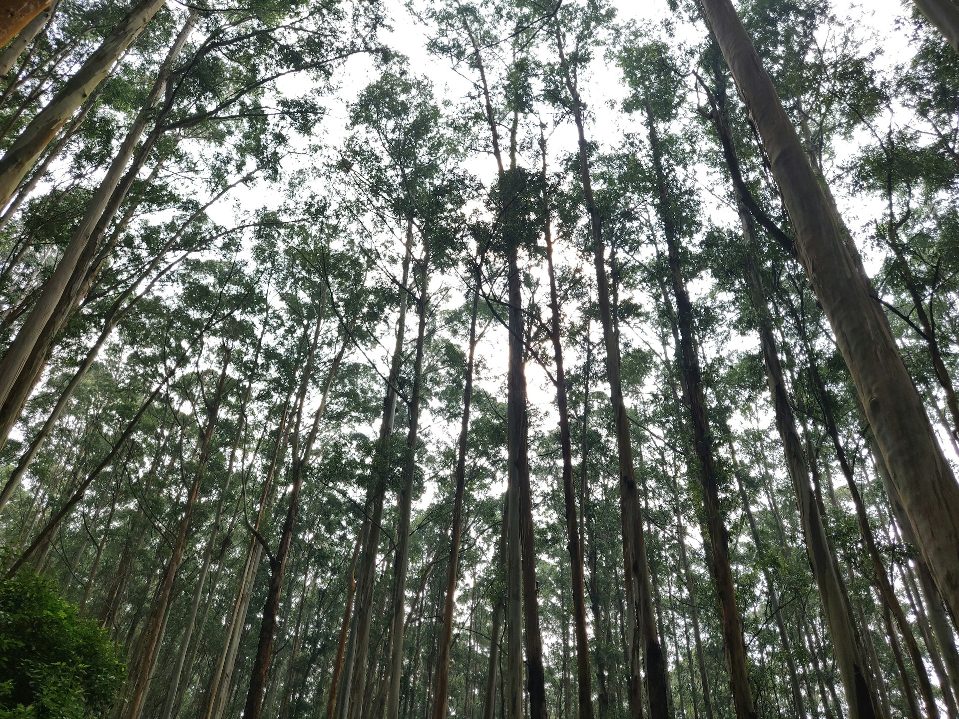 a forest filled with lots of tall trees
